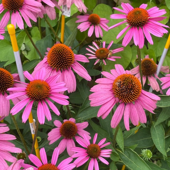 pinnnky75
